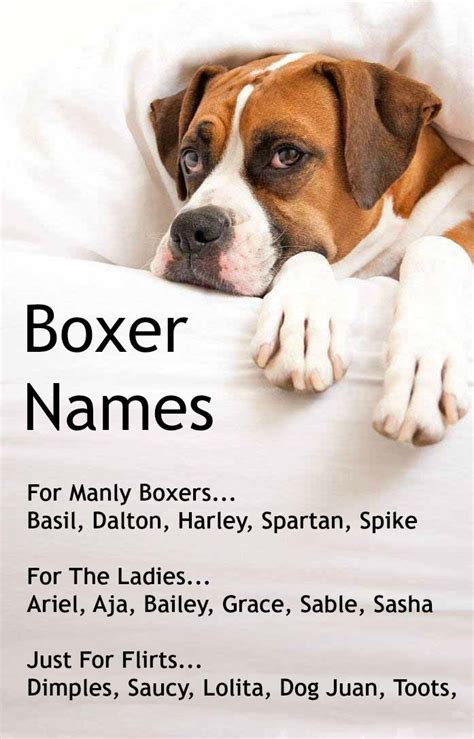 female boxer dog names unique|More.